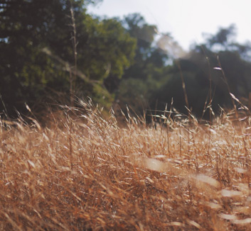 里尔主场战胜尼斯，稳固积分榜第二位置